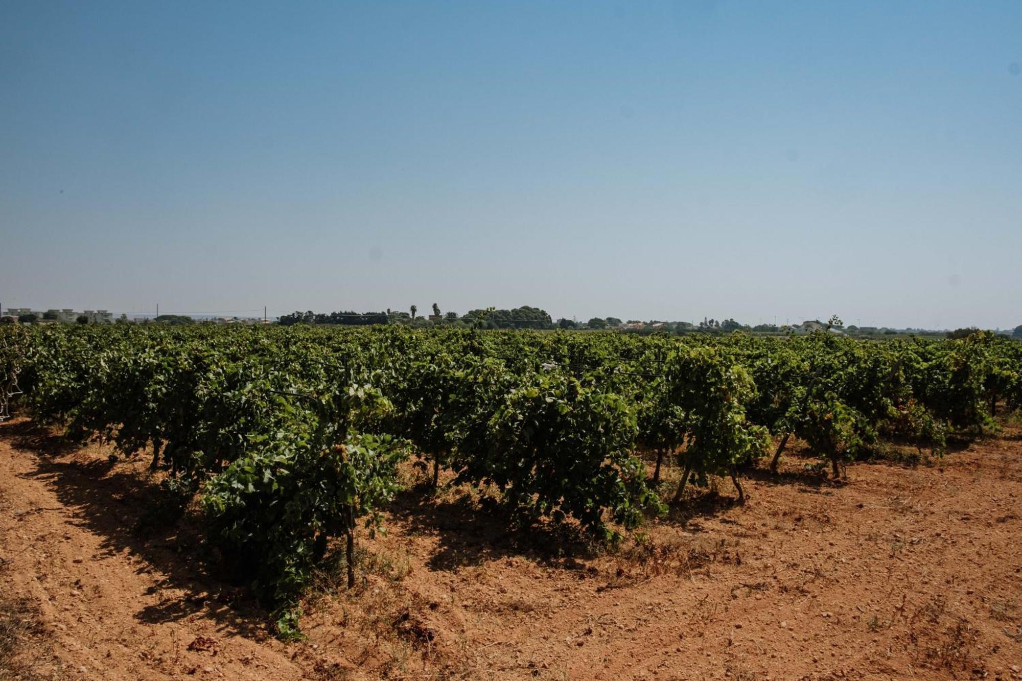 Podere Fossarunza Di Carlo Manzo مارسالا المظهر الخارجي الصورة